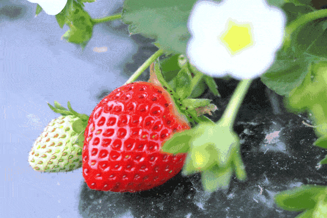【珠海·坦洲自摘草莓园】39.9元抢购2大2小门票套餐！柔嫩多汁、芳香味浓，草莓薰红的季节，趁晴好风清的天气。一起去摘草莓吧~~