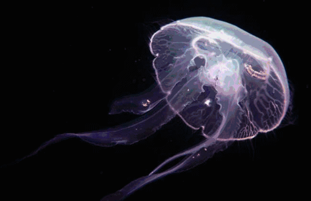 UEditorImages_1ecd3b84239d9b0bd271642429a15052.gif