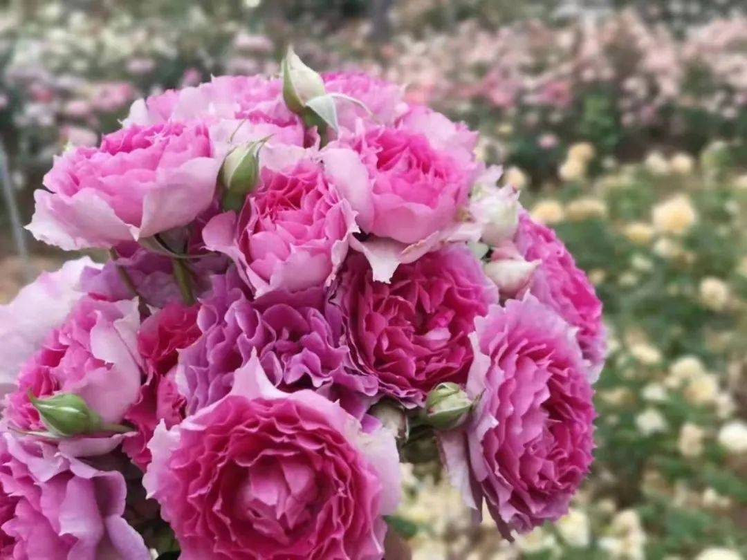 云上花海七彩梦幻花园句容天下玫景99元抢五一亲子套票含入园门票萌宠