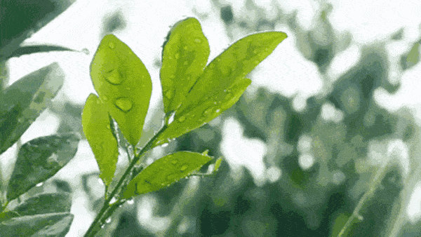 87dc37720a8e48fcb5b7a932f3b47ab4.gif